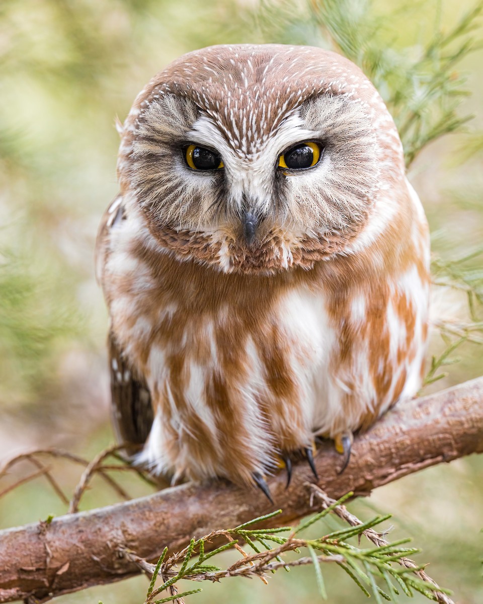 Northern Saw-whet Owl - ML320501401