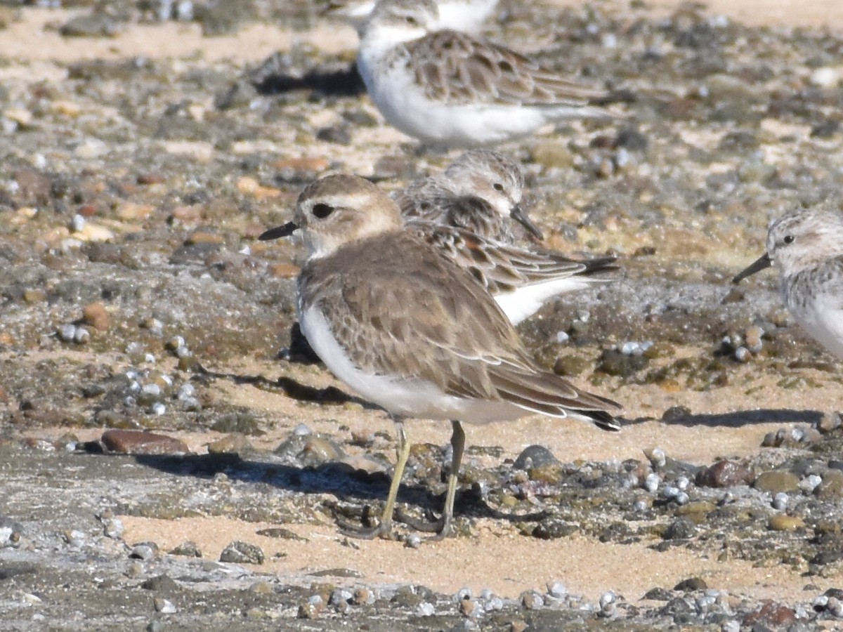 Double-banded Plover - ML320511871