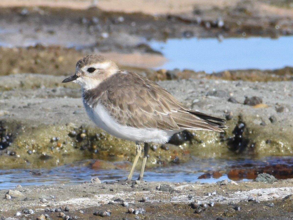Double-banded Plover - ML320511891