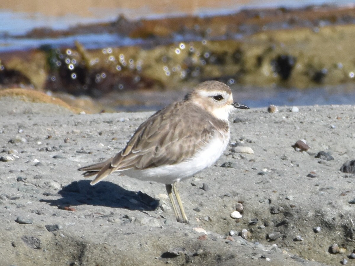Double-banded Plover - ML320511911