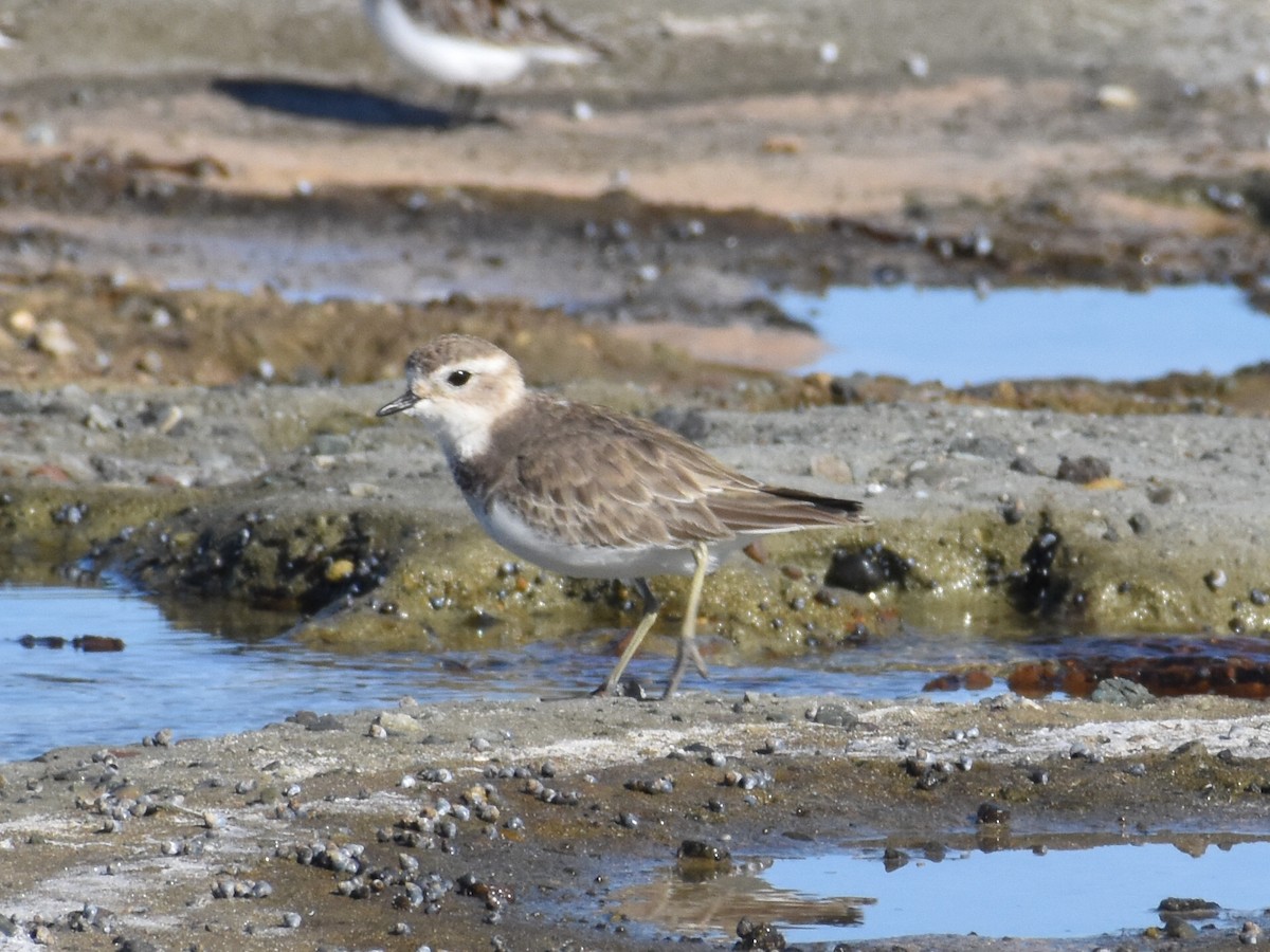 Double-banded Plover - ML320511931