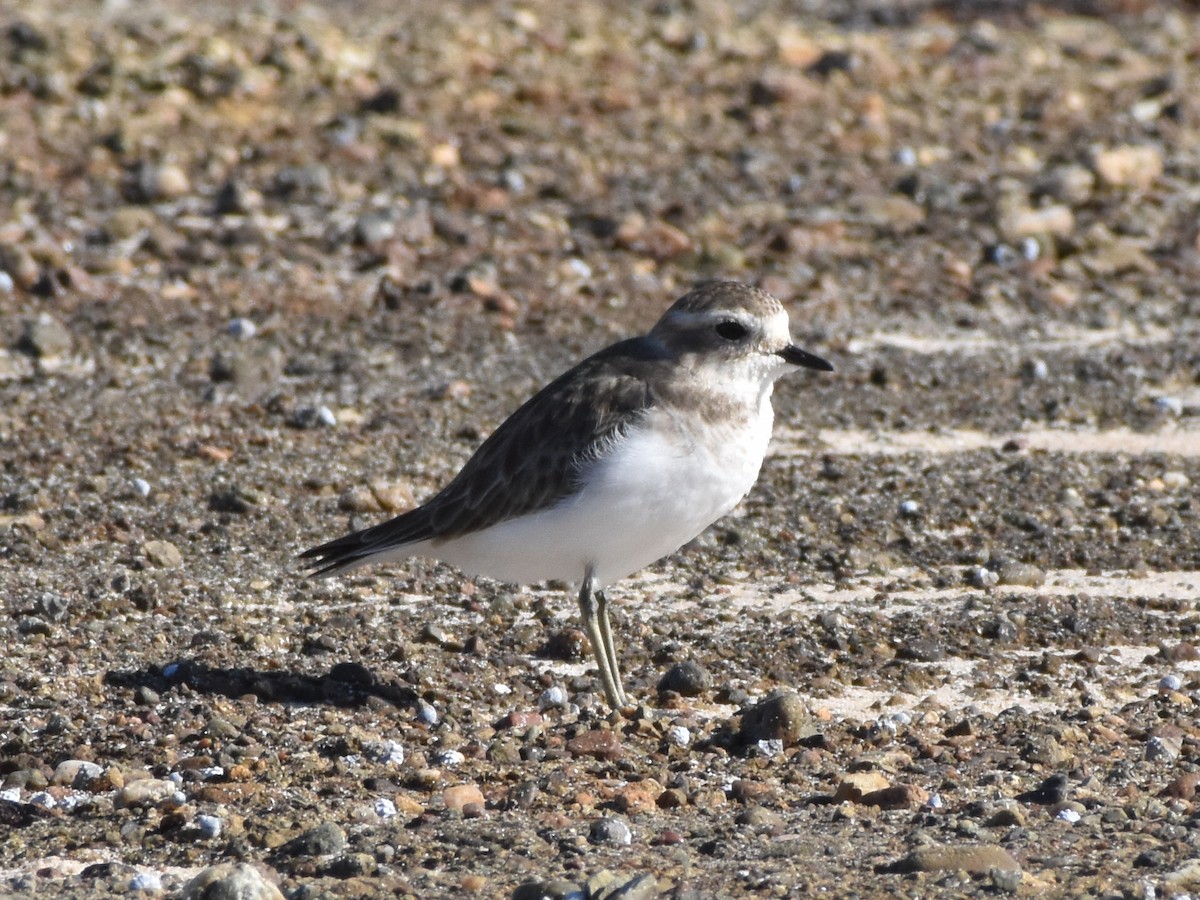 Double-banded Plover - ML320511981