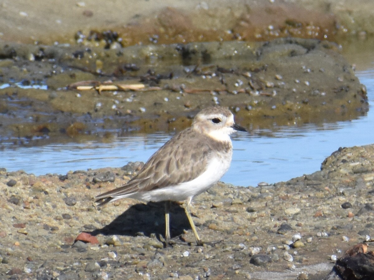 Double-banded Plover - ML320512601