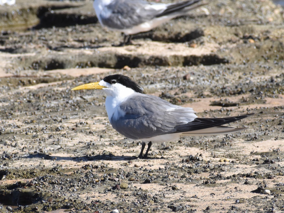 Great Crested Tern - ML320512841