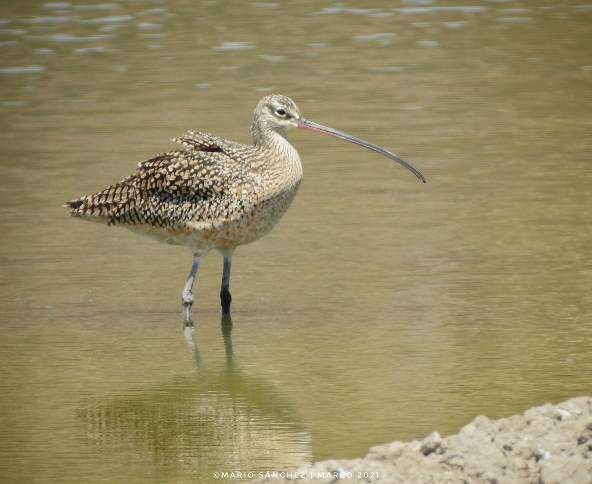 Long-billed Curlew - ML320514241