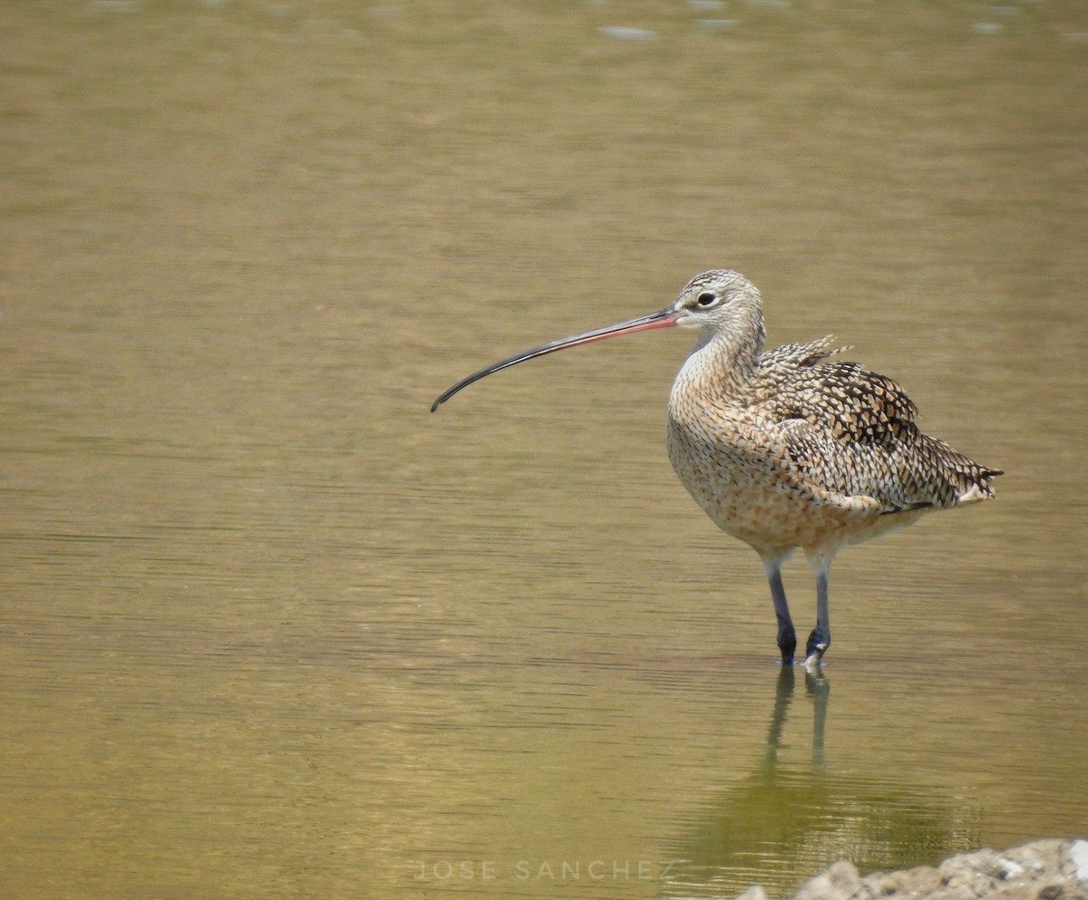 Long-billed Curlew - ML320514261