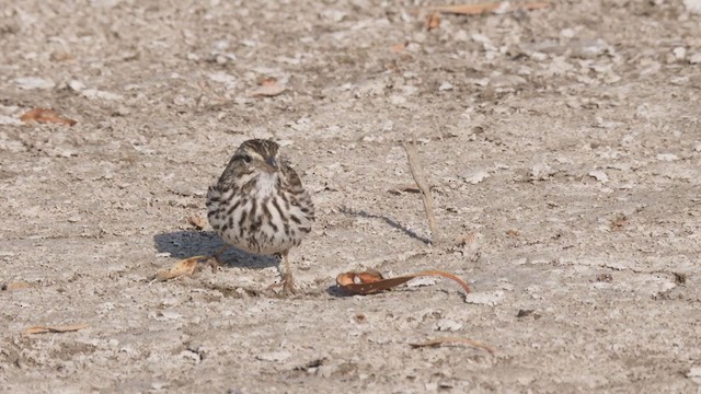 Savannah Sparrow (Belding's) - ML320515231