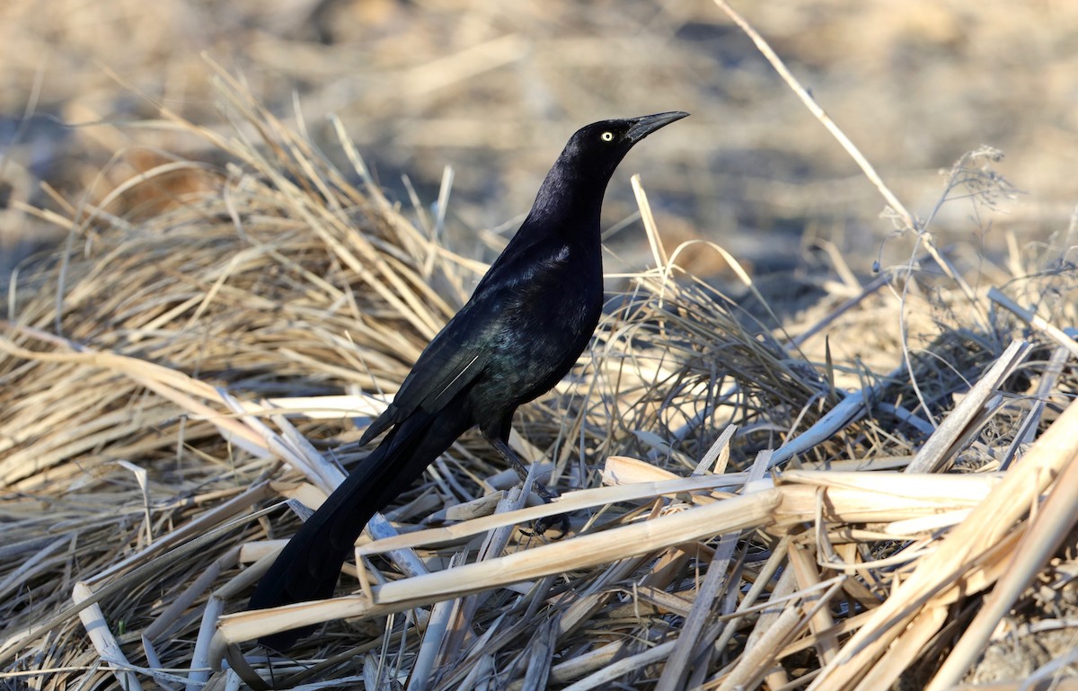 Great-tailed Grackle - ML320515341