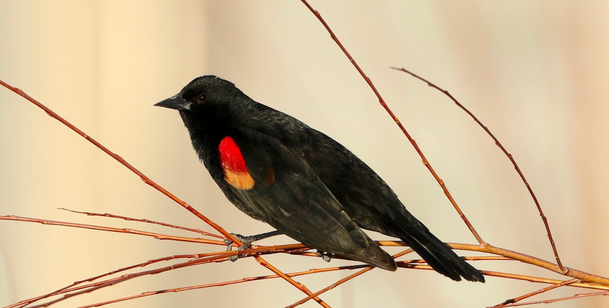 Red-winged Blackbird - ML320515581