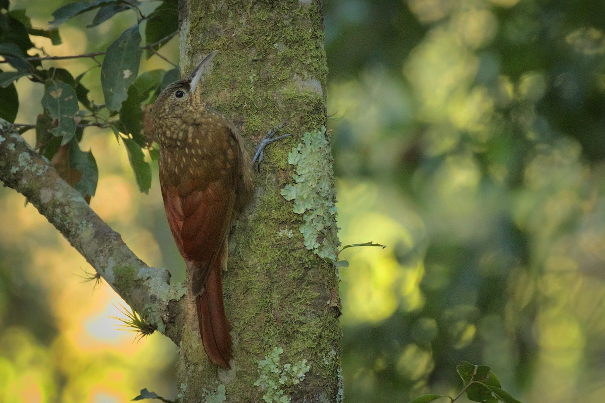 Spotted Woodcreeper - ML320516261