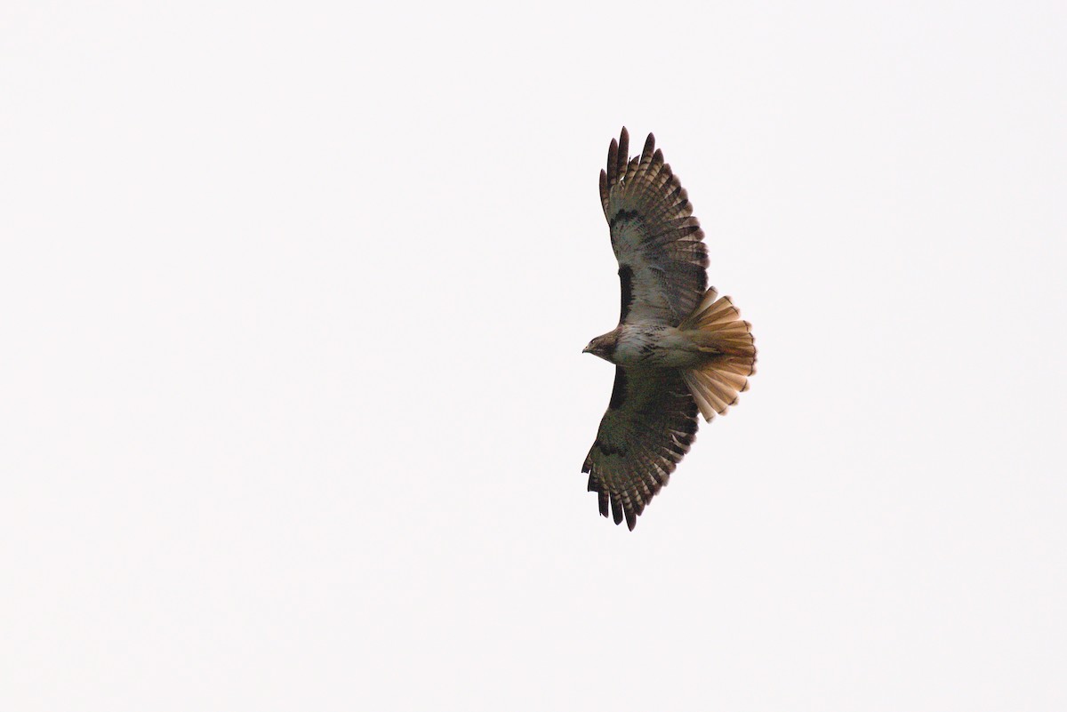 Red-tailed Hawk - Alberto Lobato (El Chivizcoyo)