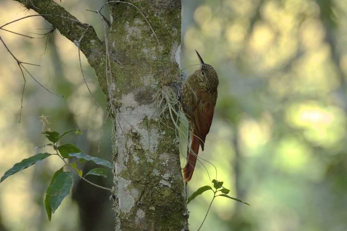 Spotted Woodcreeper - ML320518101