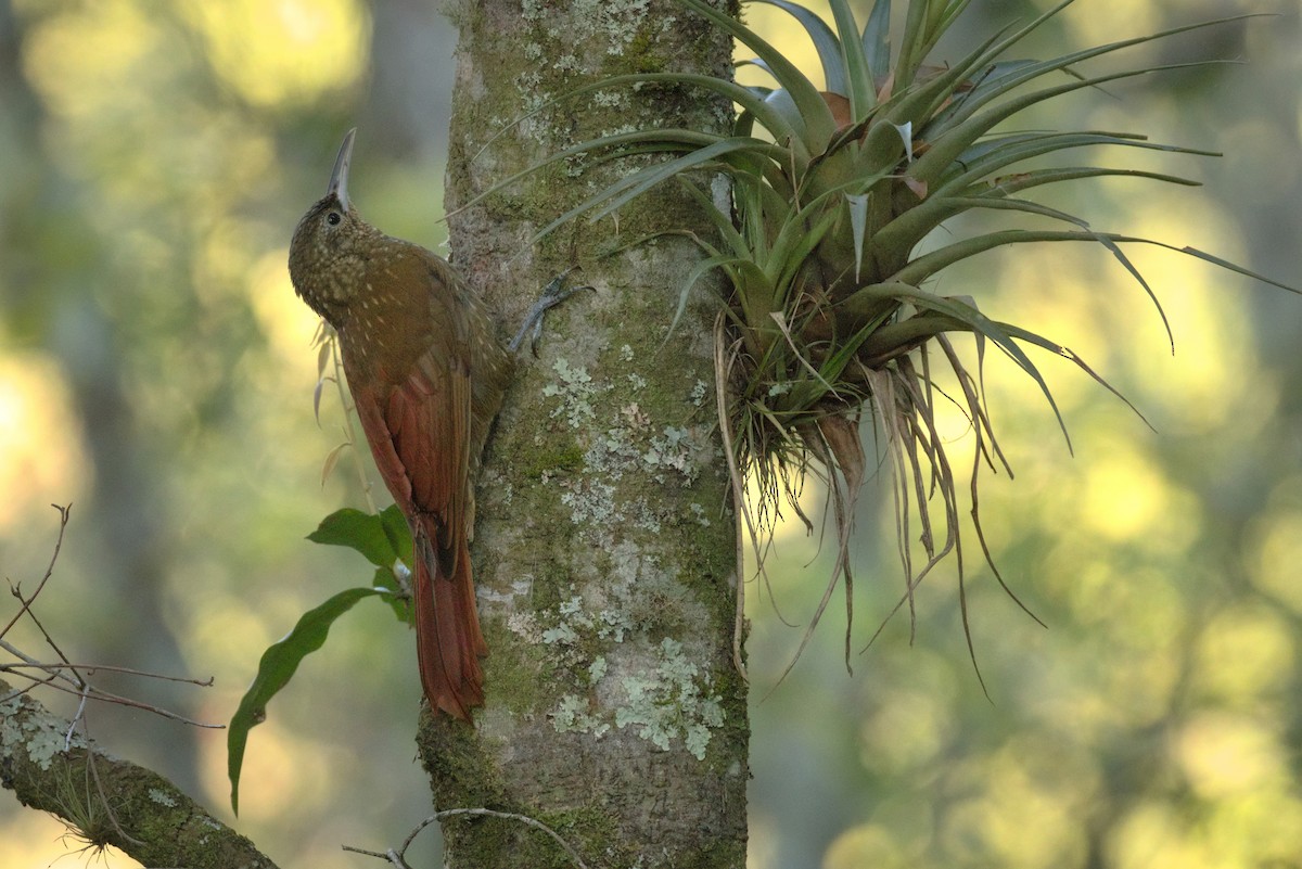 Spotted Woodcreeper - ML320518131