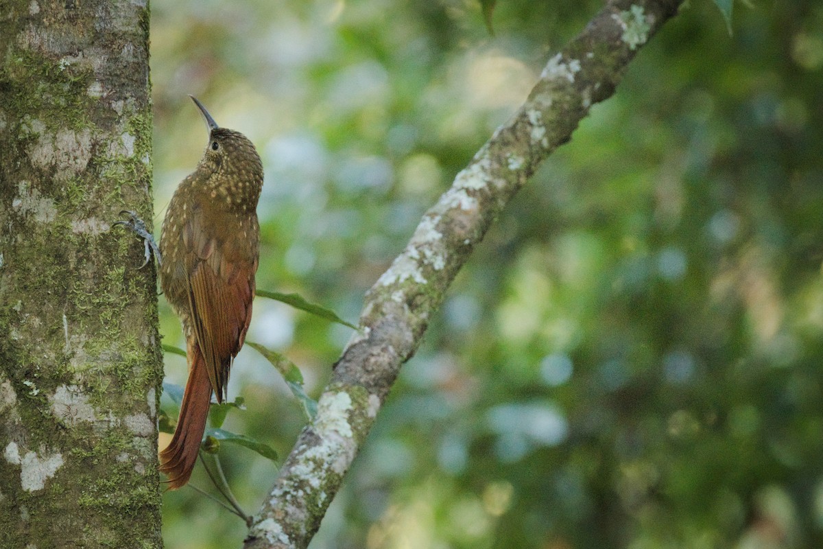 Spotted Woodcreeper - ML320518161
