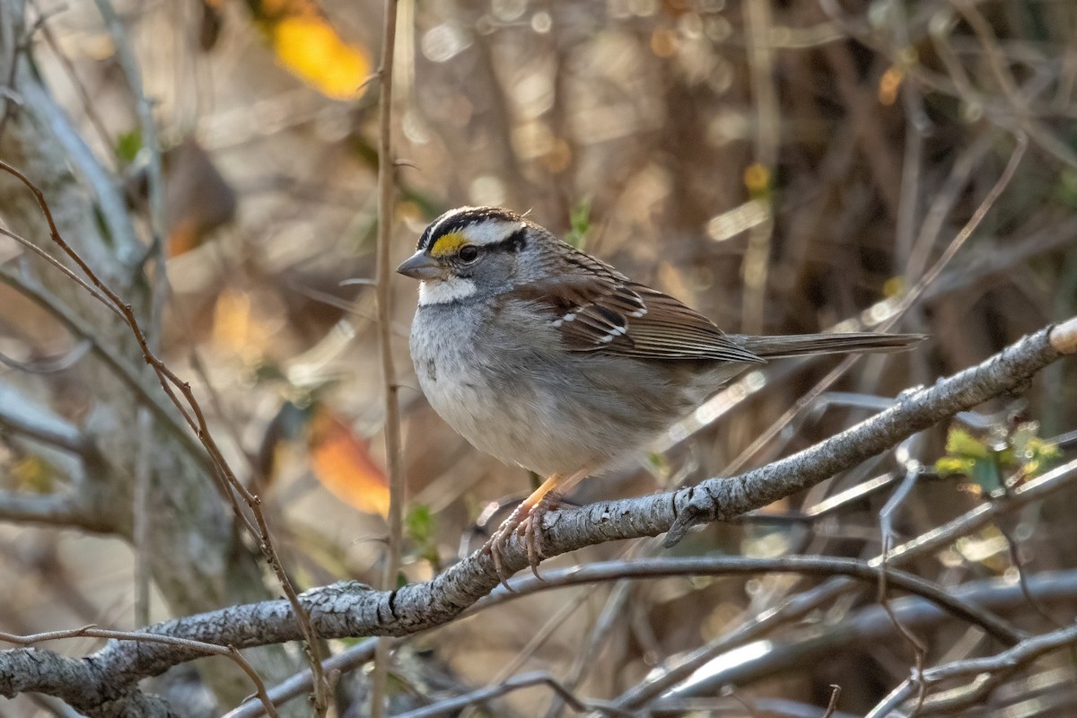White-throated Sparrow - ML320518901