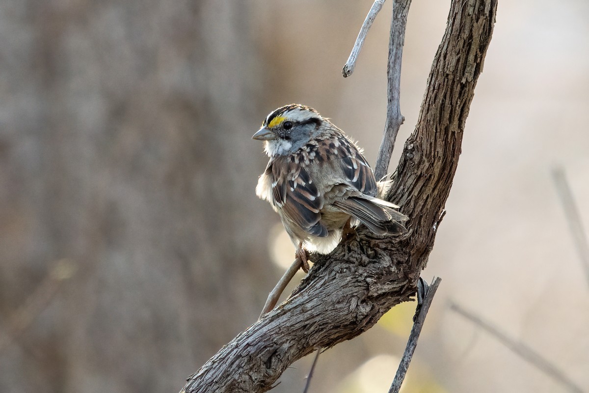 White-throated Sparrow - ML320518921