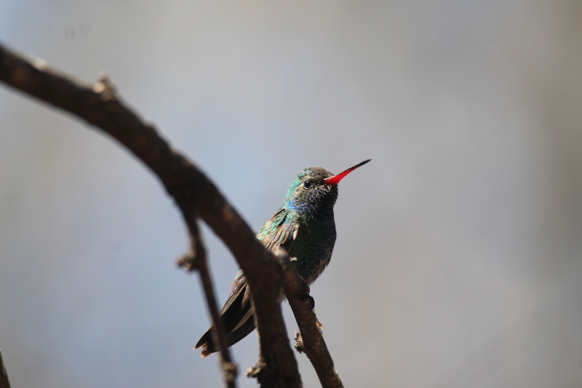 Broad-billed Hummingbird - Braydon Luikart