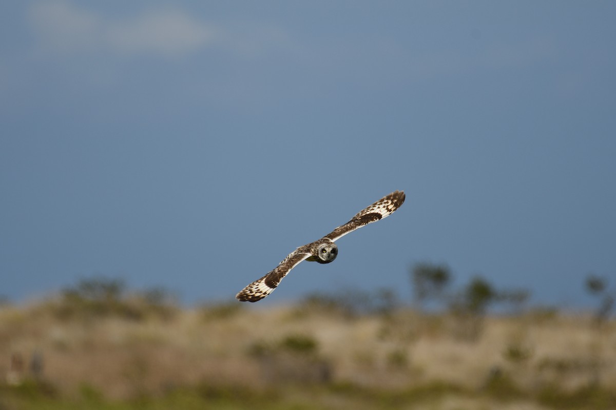 Short-eared Owl (Hawaiian) - ML320524851