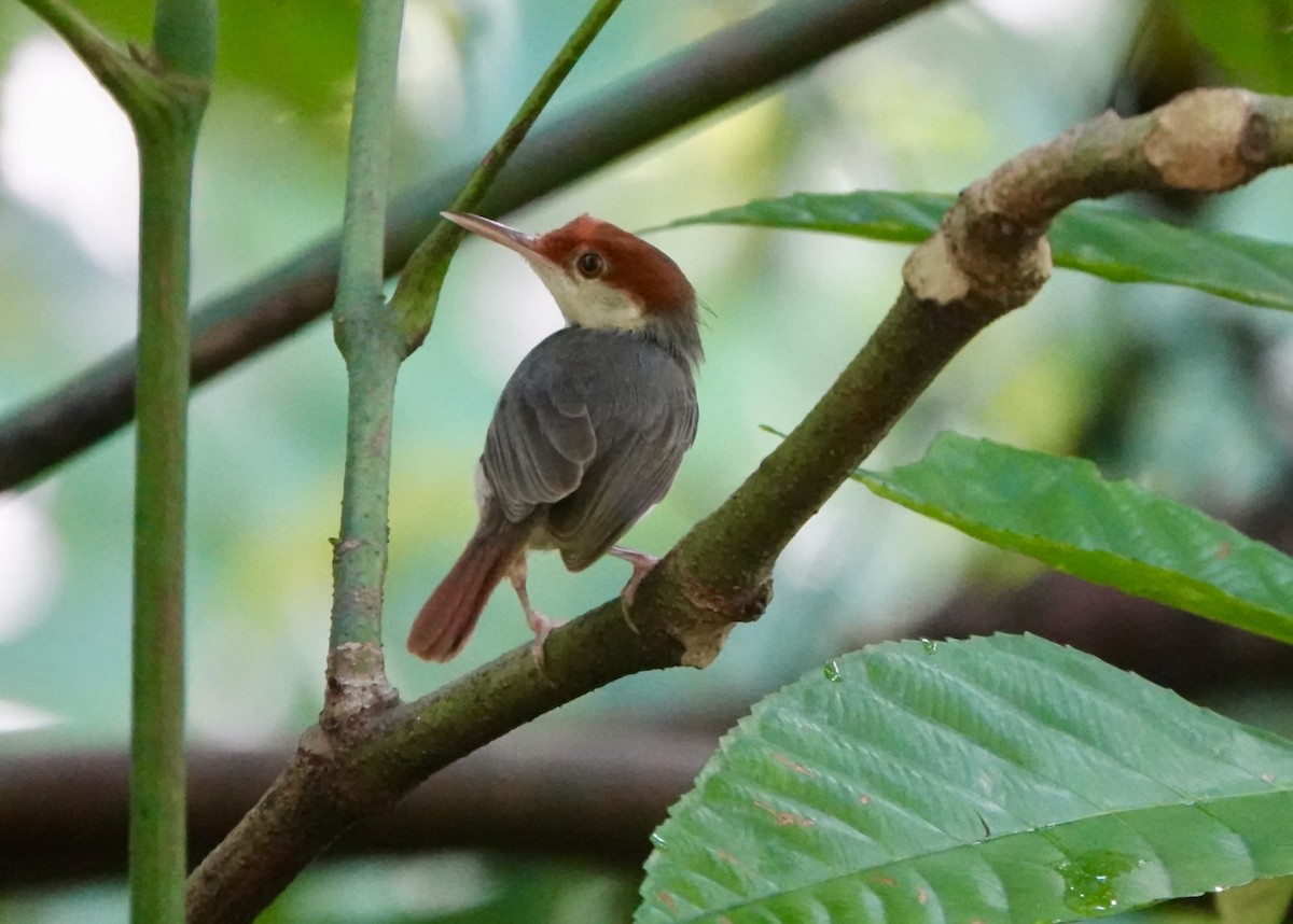 Rufous-tailed Tailorbird - Ramesh T