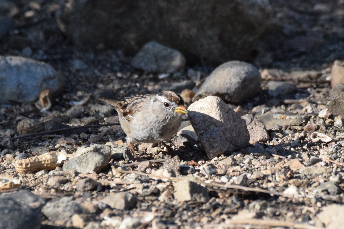 White-crowned Sparrow (Gambel's) - ML320528501