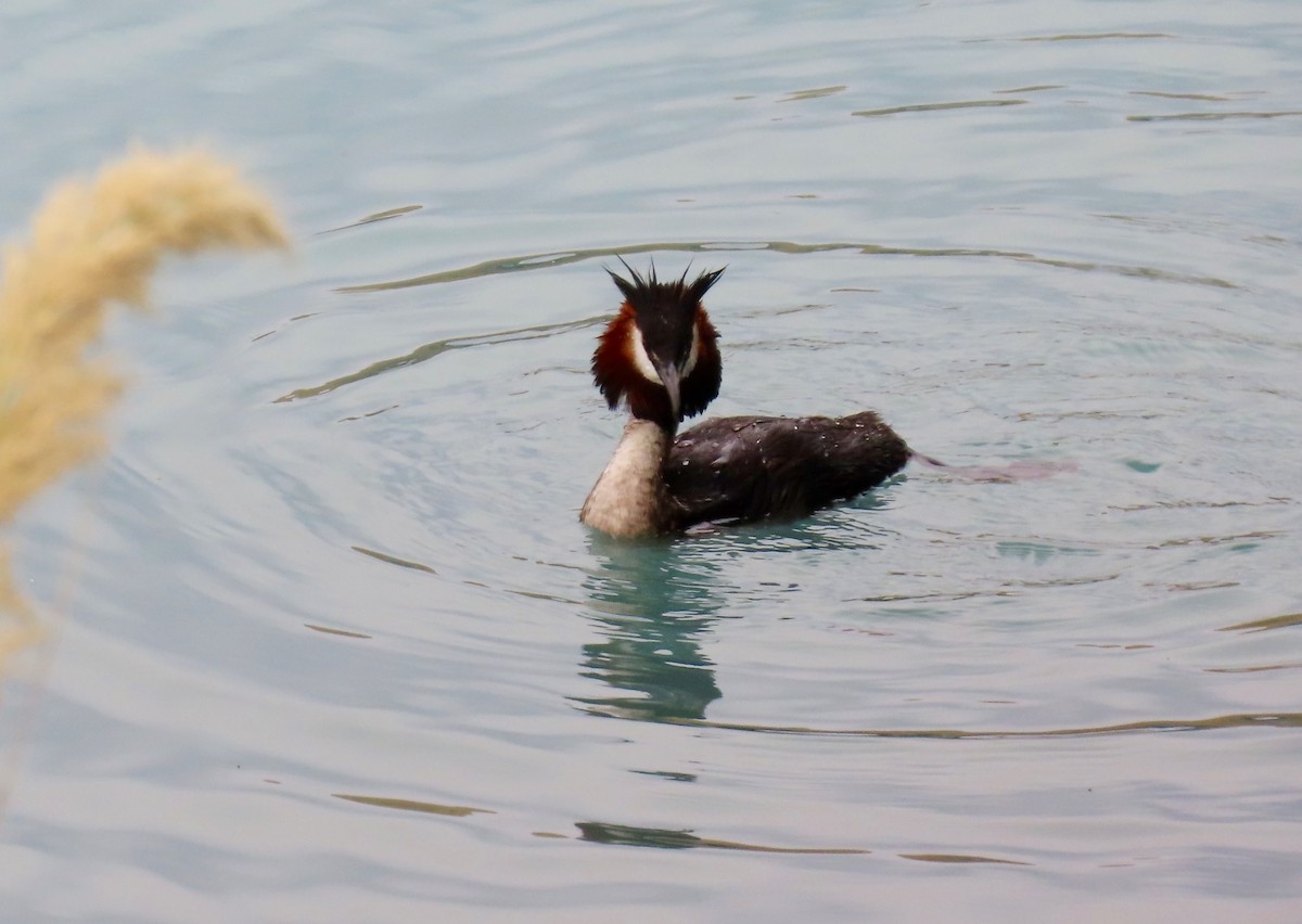 Great Crested Grebe - ML320529931