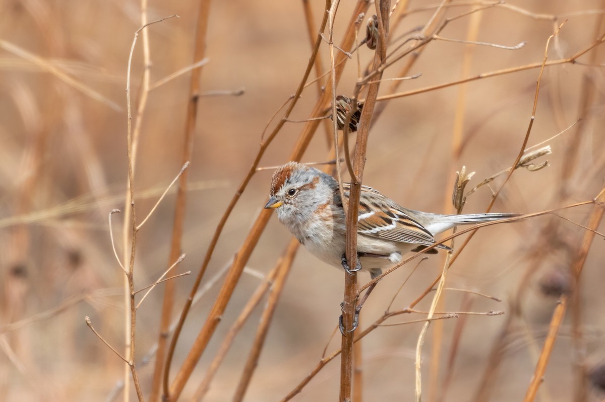 American Tree Sparrow - Anonymous eBirber
