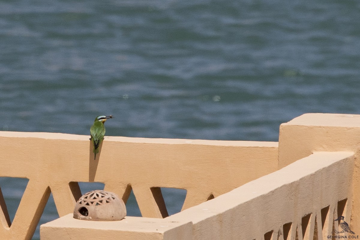 Blue-cheeked Bee-eater - Georgina Cole