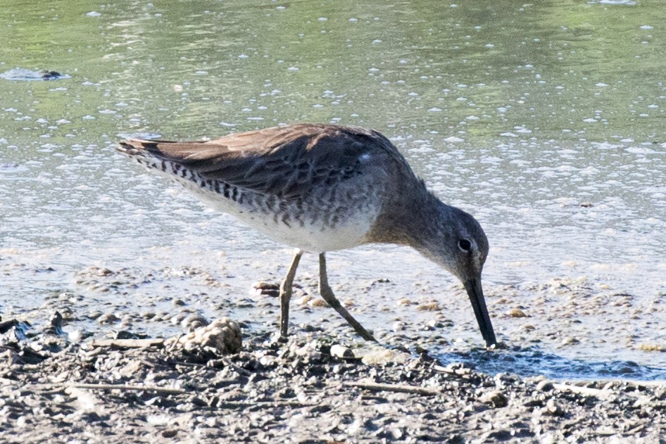 Long-billed Dowitcher - ML320538151