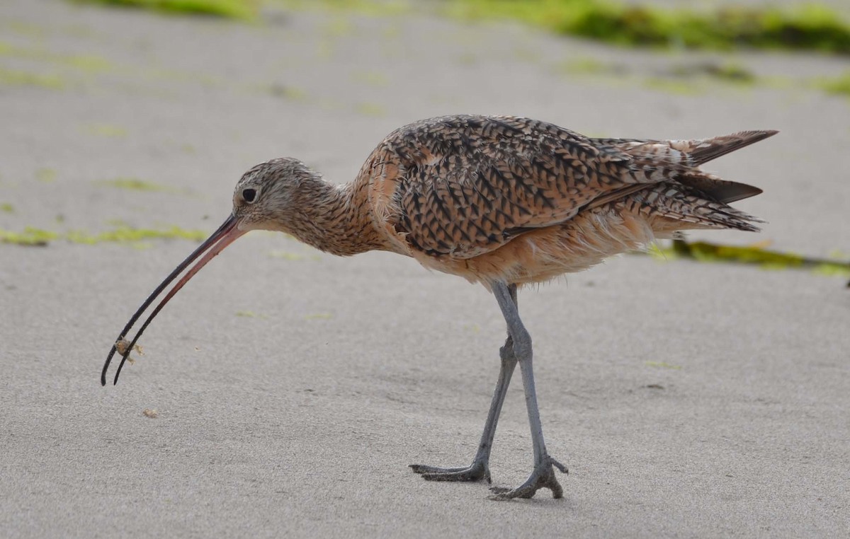 Long-billed Curlew - ML32054151