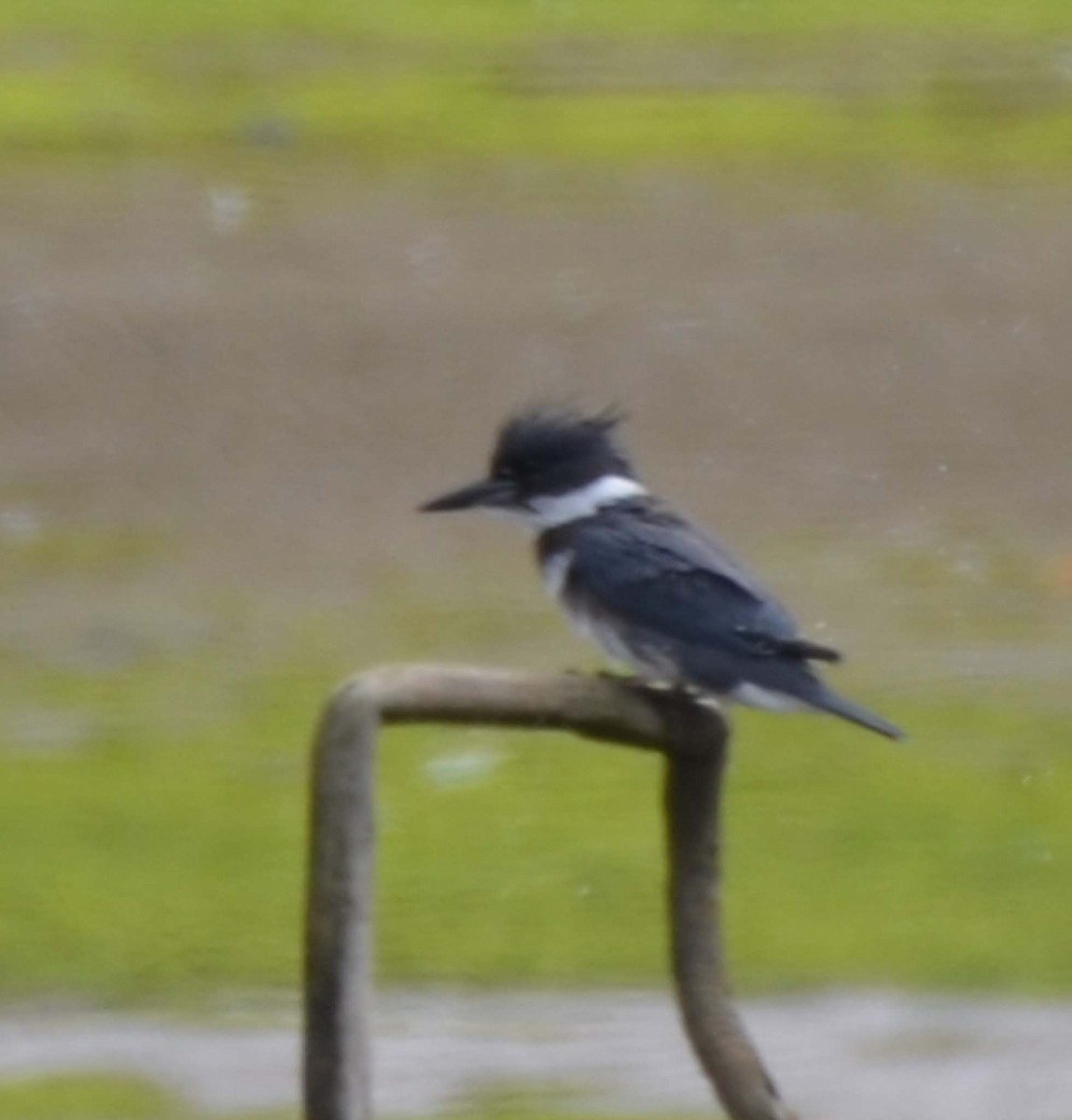 Belted Kingfisher - ML32054881