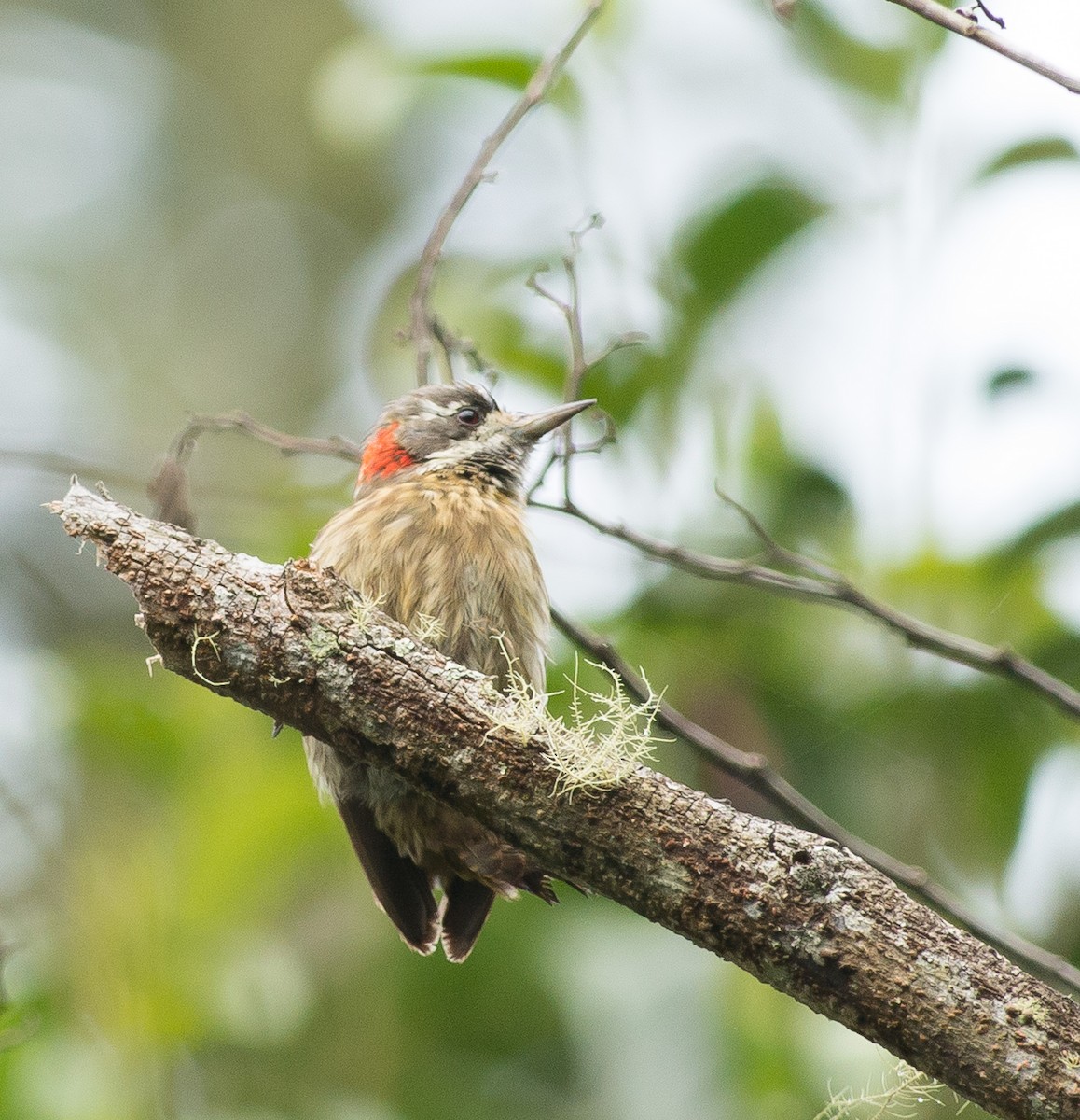 Sulawesi Pygmy Woodpecker - ML320549221