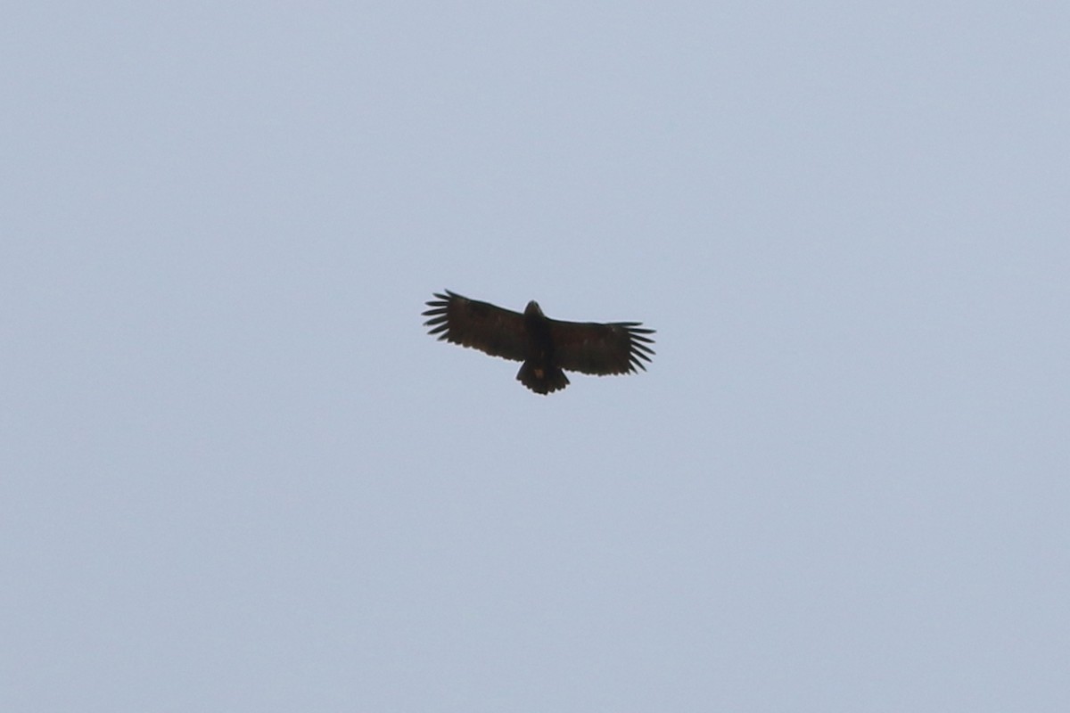 Greater Spotted Eagle - ML320552561