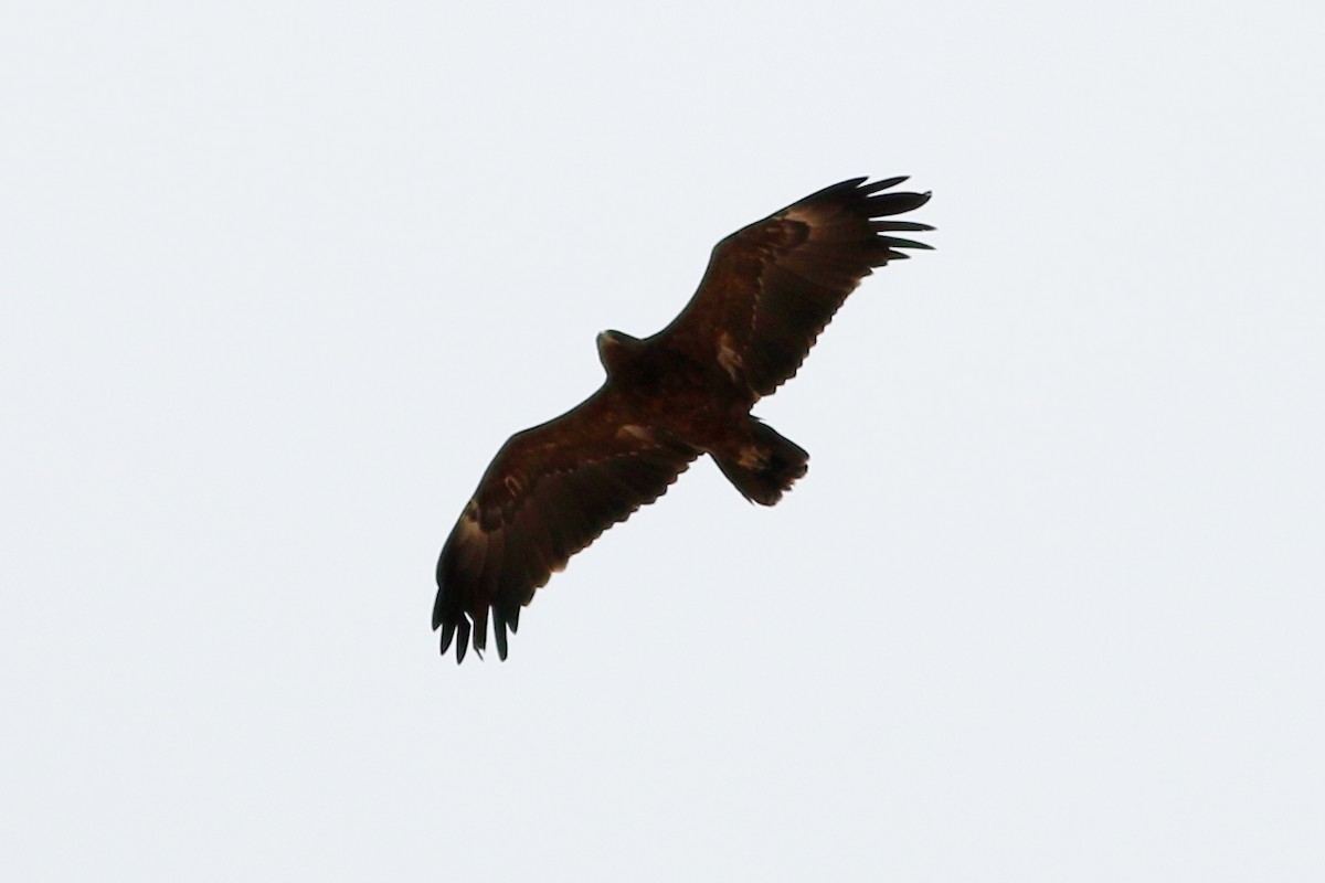 Greater Spotted Eagle - ML320552671