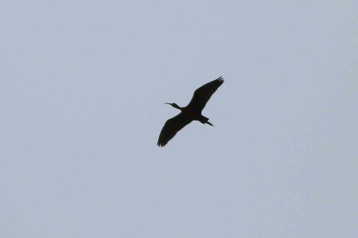 ibis hnědý - ML320558781