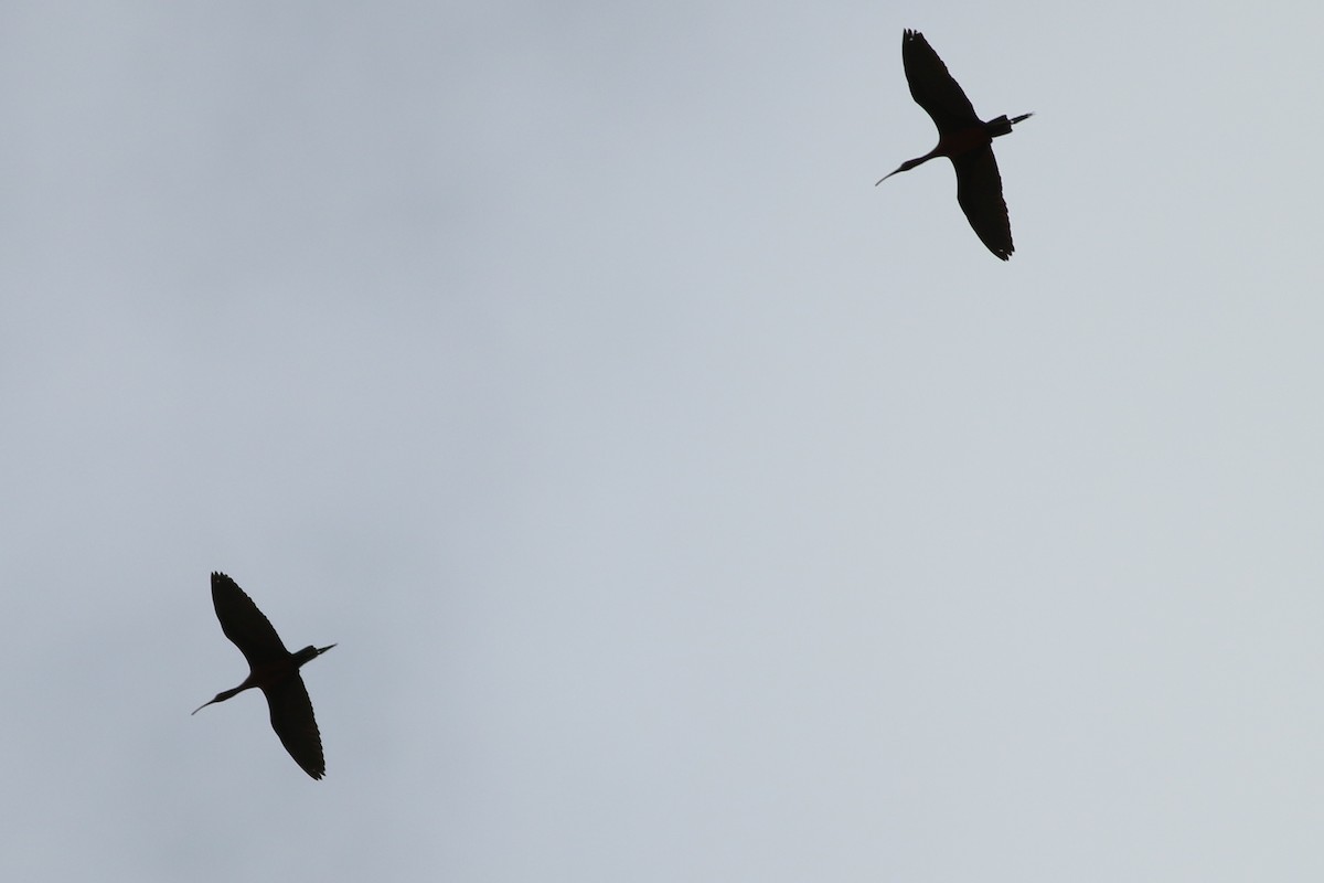 ibis hnědý - ML320559131