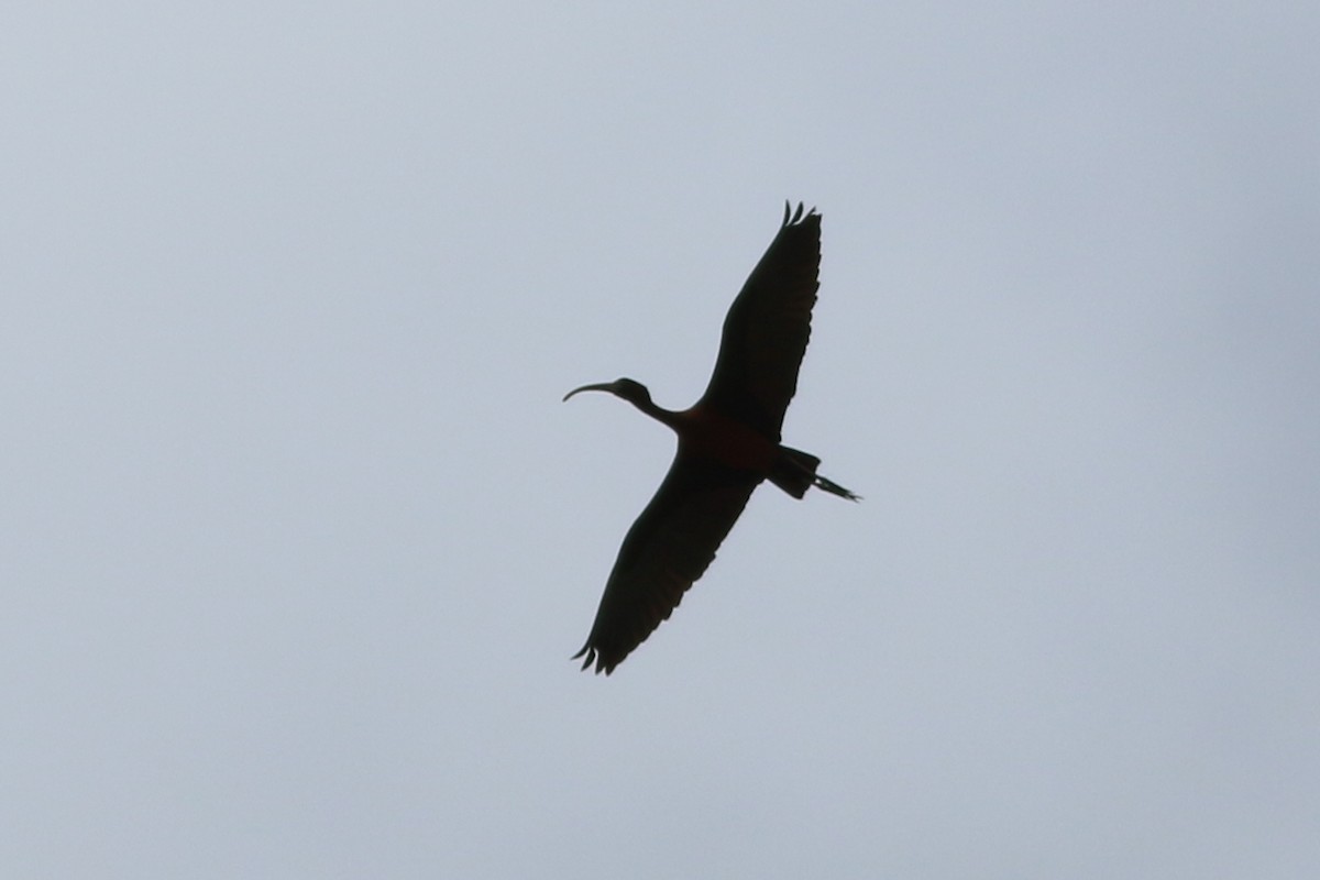 ibis hnědý - ML320559141