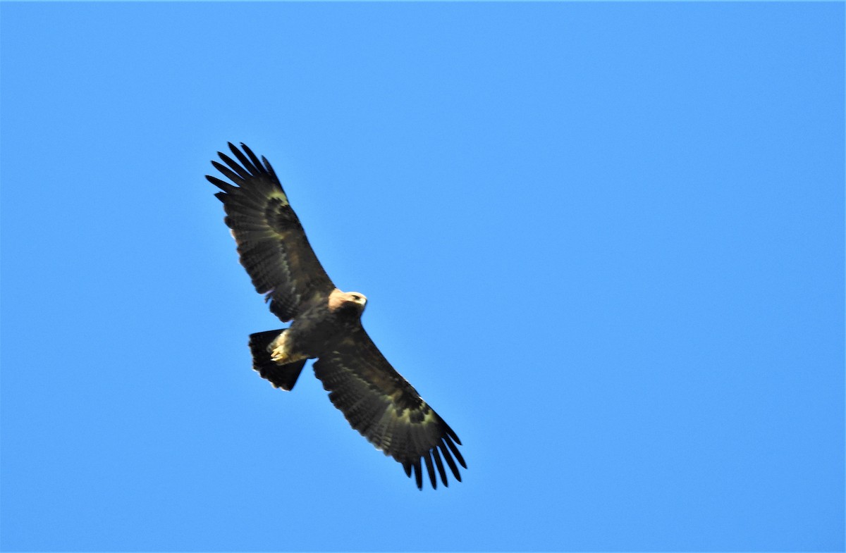 Lesser Spotted Eagle - Güneş Deniz Yıldırım
