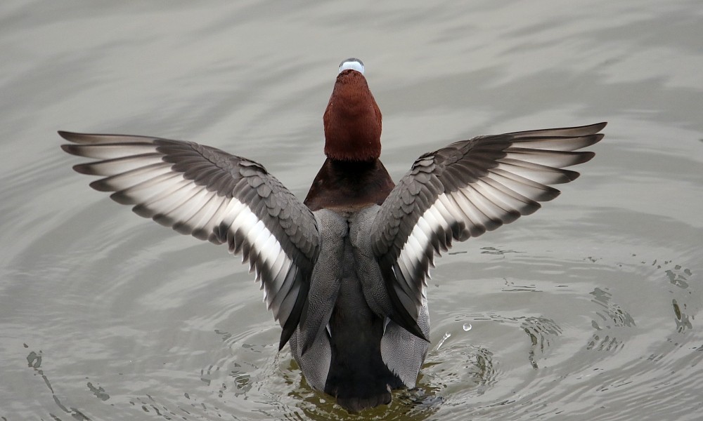 Common Pochard x Ferruginous Duck (hybrid) - Pavel Parkhaev