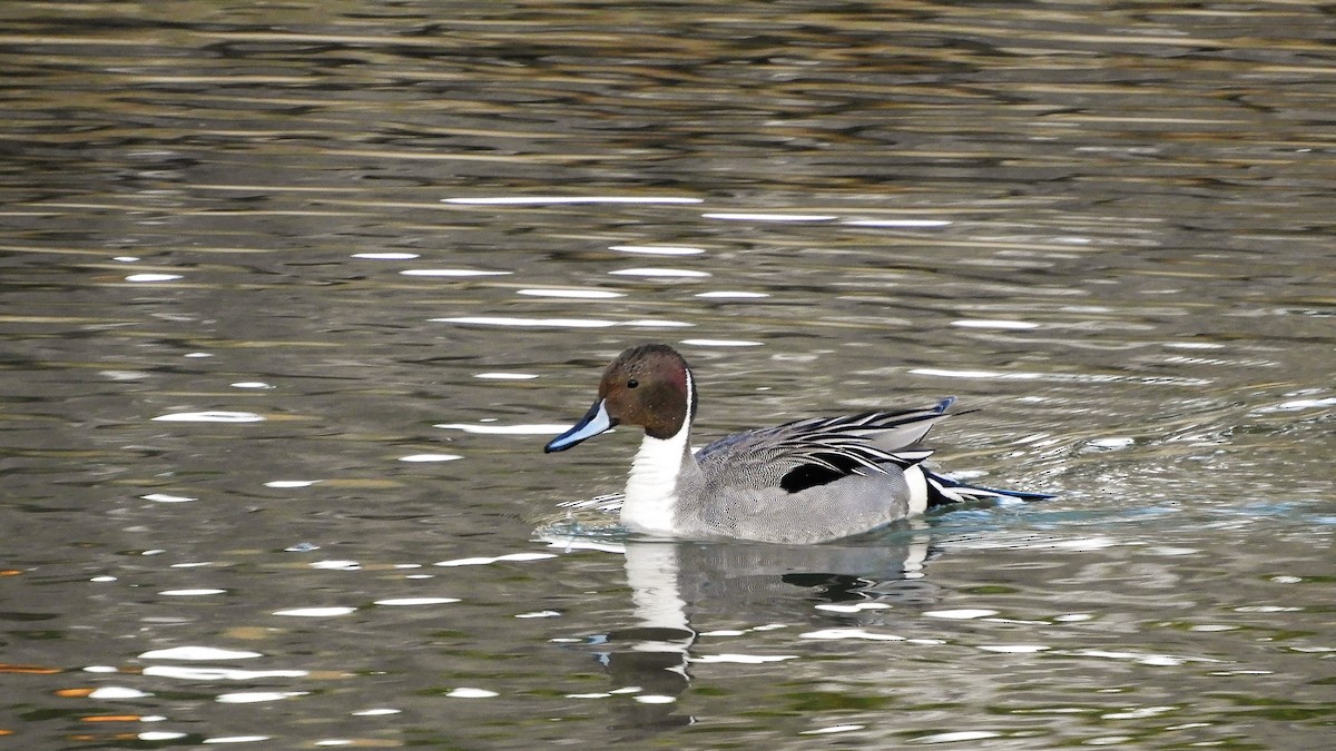 Northern Pintail - Andy  Woodward