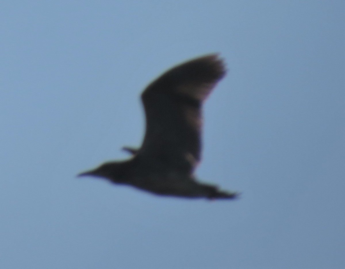 Black-crowned Night Heron - ML32056951