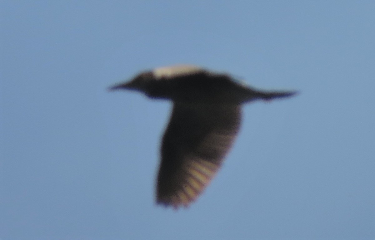Black-crowned Night Heron - ML32056971
