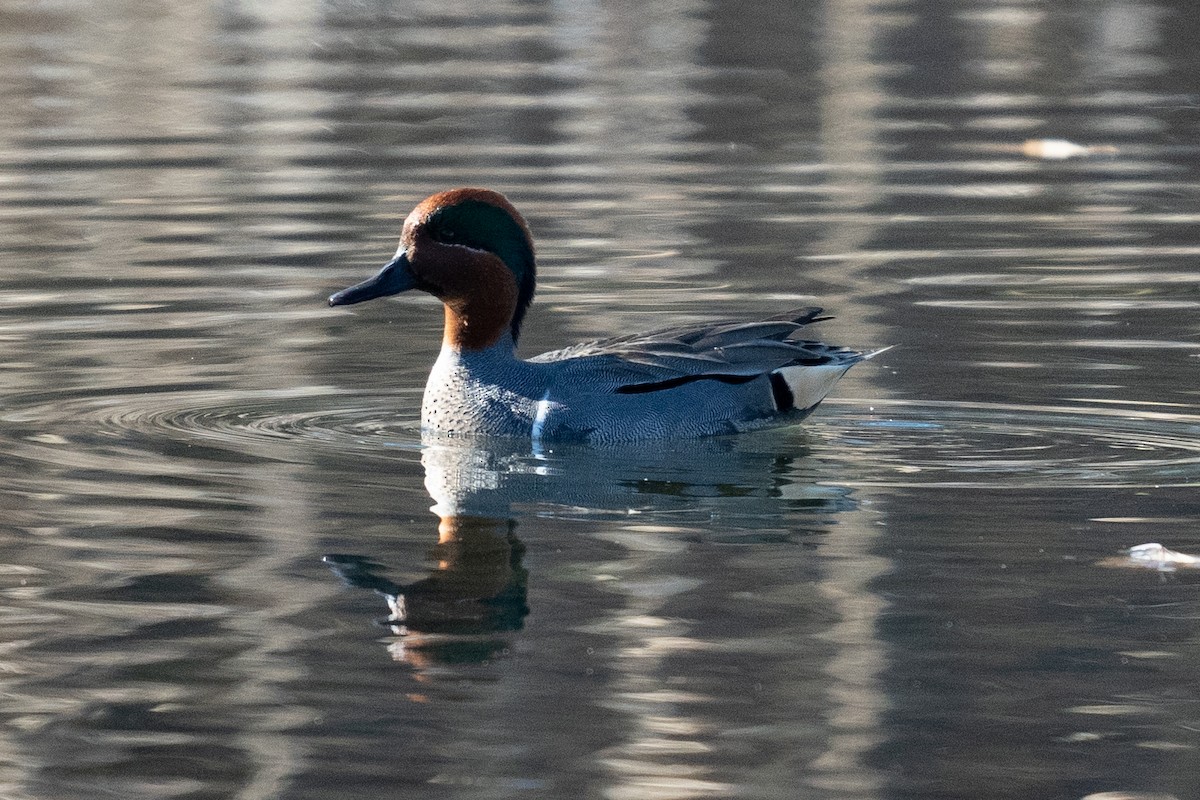 Green-winged Teal - ML320575241