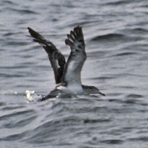 Streaked Shearwater - Don Roberson
