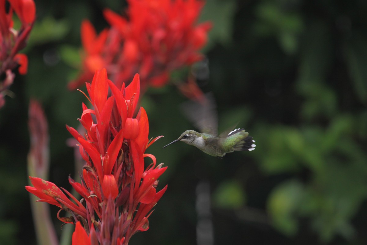 Ruby-throated Hummingbird - bill belford