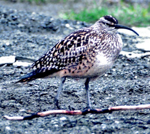 Bristle-thighed Curlew - Don Roberson