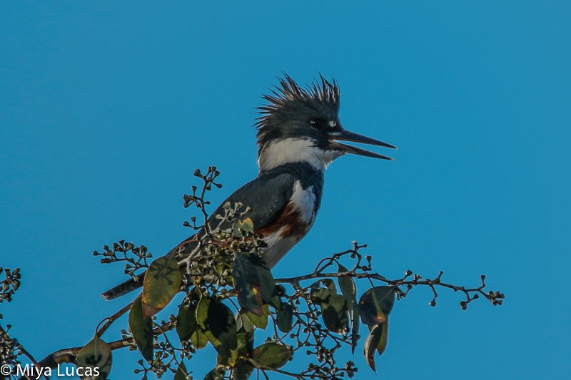 Belted Kingfisher - ML320593431