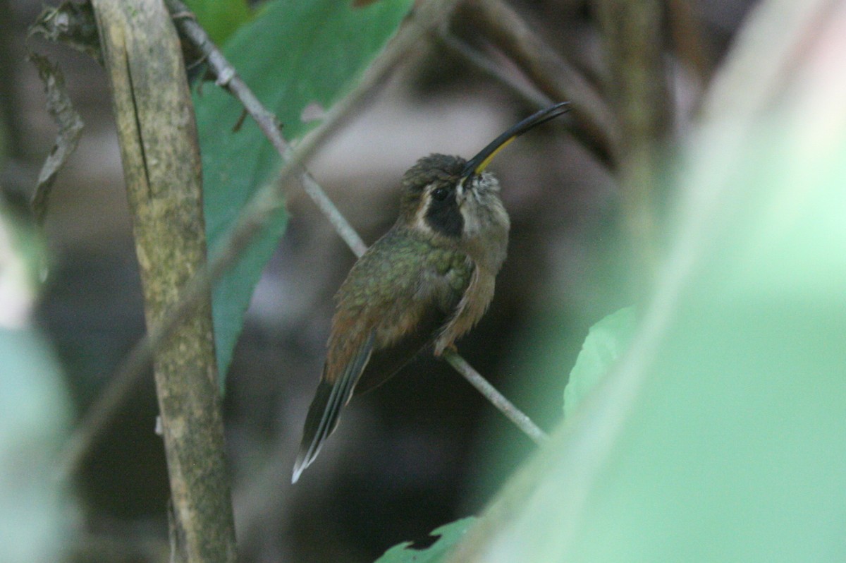 kolibřík proužkohrdlý - ML320594041