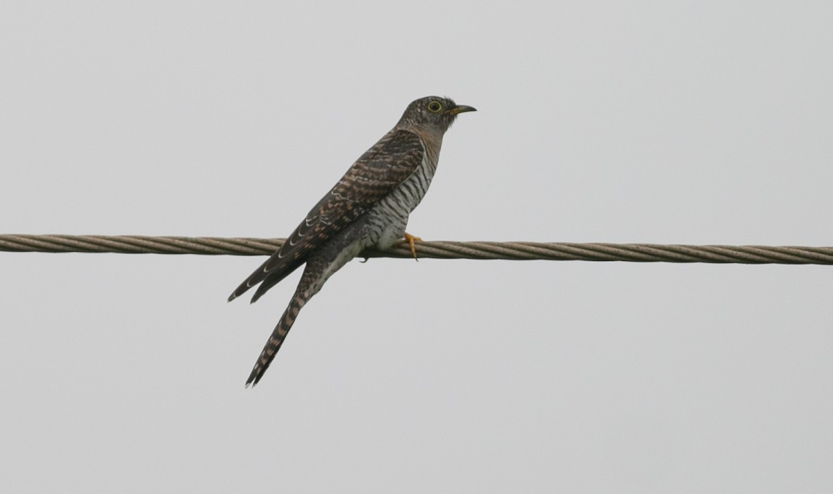 Common Cuckoo - ML320597851