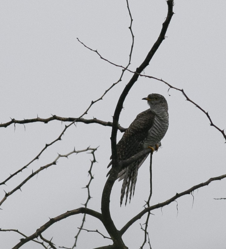 Common Cuckoo - ML320599191