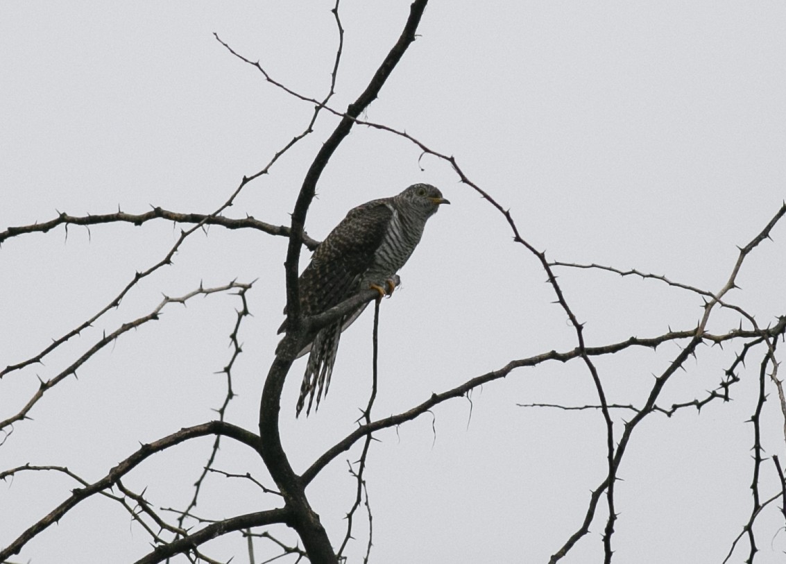 Common Cuckoo - ML320599231